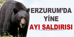 Erzurum'da yine ayı saldırısı