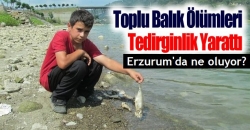 Erzurum'da toplu balık ölümleri!