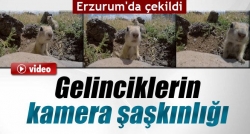 Gelinciklerin şaşkınlığı!