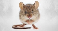Fas’ta fare paniği: En az 80 yaralı!