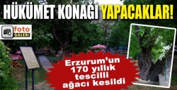 170 yıllık ağacı hükümet konağı için kestiler