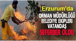 Erzurum'da orman yangını!