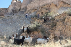 Kaçan kurbanlık keçiler zor anlar yaşattı