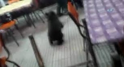 Yavru ayı kahveyi bastı!