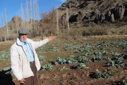 Tarlada ki lahanaları çaldılar