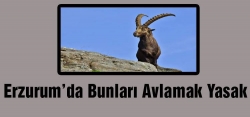 Yaban ve Dağ keçisi avlamak yasak