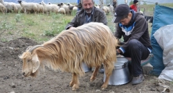 Çoban Mahir’in TEOG başarısı