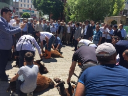 Horasan’da 20 şükür kurbanı kesildi