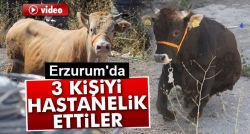 Danalar 3 kişiyi hastanelik etti