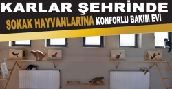 Karlar şehrinde sokak hayvanlarına konforlu bakım evi