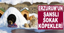Barınaktaki hayvanlar ‘Eskimo’ usulü soğuktan korunuyor