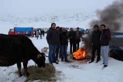 Kamyon kasasında hayvan pazarı!