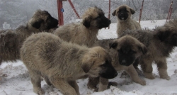 Karda köpekler birbirlerine sarılarak dondu