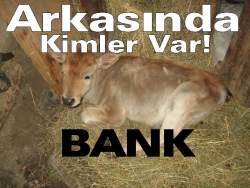 Erzurum’da dana bank bilmecesi!
