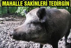 Bu mahalle hep radyo dinliyor!
