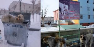 Çat Belediyesinden sokak hayvanları için mama istasyonu