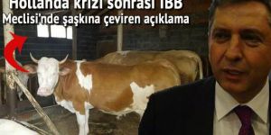 Hollanda ineği, diplomatik krize kurban gidecek