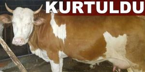 Hollanda ineği kurtuldu