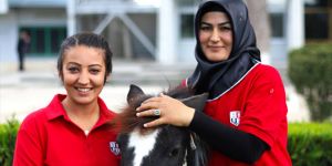Atanamayan anaokulu öğretmeni seyis oldu