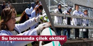 Su borusunda çilek ektiler