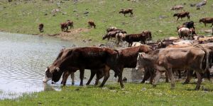 Büyükşehir’den tarım ve hayvancılığa tam destek