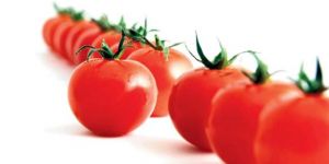 Rusya’dan domatese yeşil ışık