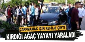 Çarpmamak için refüje çıktı, kırdığı ağaç yayayı yaraladı