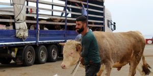Doğu Anadolu'dan Batı illerine kurbanlık sevkıyatı başladı