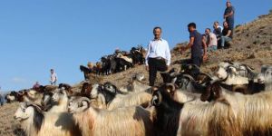 Erzurum'da Kurbanlık soran çok, alan yok