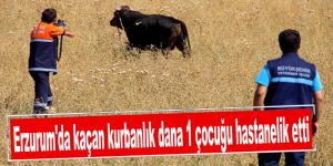 Erzurum'da kaçan kurbanlık dana 1 çocuğu hastanelik etti