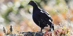 Güneşten kaçtı bakanlıktan kaçamadı