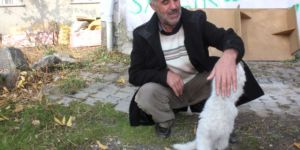 Ağrılı Vatandaş Gözü Kör Olan Kedi İçin Yardım Bekliyor