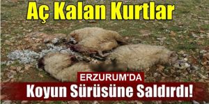 Erzurum'da Ağıldan Çıkan Koyunları, Kurtlar Telef Etti