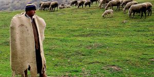 Kayseri'de 4 bin lira aylık ücretle çoban bulunamıyor