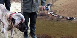Köpek Dövüşü için 7 İlden Gelen 100 Bahisçiye Operasyon