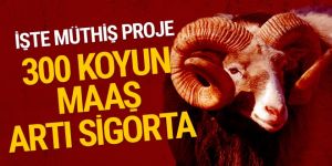 Tarım Bakanlığı 300 damızlık koyun alma şartları neler?