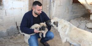 Yürüyemeyen Yavru Kangallar Tedavide