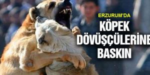 Köpek Dövüşü Yaptıranlara Oltu Polisi Suçüstü Yaptı