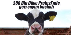 250 Bin Düve Projesi'nde son gün 7 Mayıs