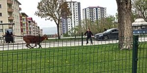 Kaçan Dana Sahibini Peşinden 10 Kilometre Koşturdu