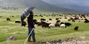 Van, Muş, Bitlis ve Hakkari'de terörsüz yaylalar vatandaşın hizmetinde