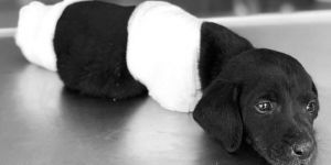 Sapanca'daki yavru köpek vahşetiyle ilgili soruşturma başlatıldı