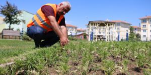 Aziziye’ye 50 bin çiçek dikiliyor