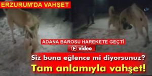 Adana Barosu'ndan Hayvanlara Eziyet Edenler Hakkında Suç Duyurusu