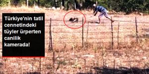 Yılan Avlayan Şahini Kürekle Öldüren Cani Adam Kameraya Yakalandı