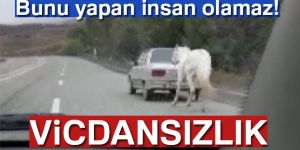 Erzurum'da Atı otomobilin arkasına bağladı