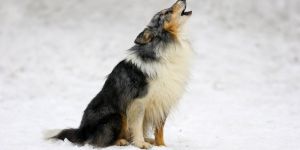 KÖPEKLER EZAN SESİNİ DUYDUKLARINDA NEDEN BİRDEN ULUMAYA BAŞLIYOR?