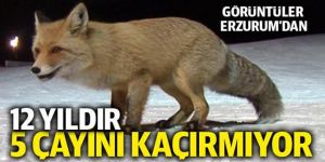 12 yıldır 5 çayını kaçırmayan tilkiler