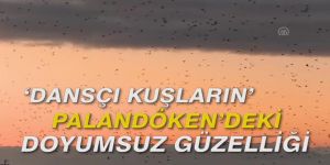 "Dansçı kuşların" Palandöken'deki doyumsuz güzelliği