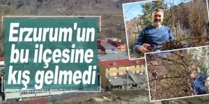 Erzurum'da kış, ilçesi Olur'da bahar havası